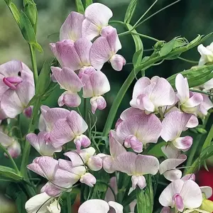 Lathyrus 'Pink Pearl'